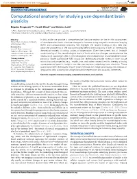 Computational Anatomy for Studying Use-Dependant Brain Plasticity