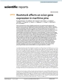 Rootstock Effects on Scion Gene Expression in Maritime Pine