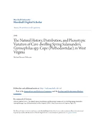 The Natural History, Distribution, and Phenotypic Variation of Cave-Dwelling Spring Salamanders, Gyrinophilus Spp