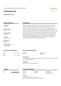 CA8 Rabbit Pab