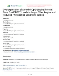 Overexpression of a Methyl-Cpg-Binding Protein Gene Osmbd707, Leads to Larger Tiller Angles and Reduced Photoperiod Sensitivity in Rice