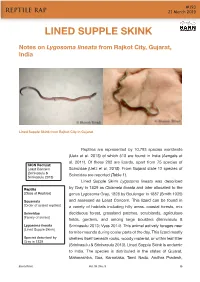 Lined Supple Skink