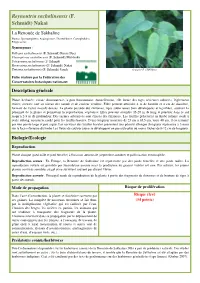 Reynoutria Sachalinensis (F