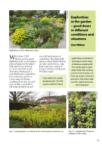 Euphorbias in the Garden – Good Doers in Different Conditions and Situations Don Witton