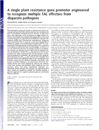 A Single Plant Resistance Gene Promoter Engineered to Recognize Multiple TAL Effectors from Disparate Pathogens