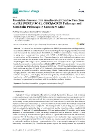 Fucoidan–Fucoxanthin Ameliorated Cardiac Function Via IRS1/GRB2/ SOS1, Gsk3β/CREB Pathways and Metabolic Pathways in Senescent Mice