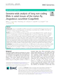 Genome-Wide Analysis of Long Non-Coding Rnas in Adult Tissues Of