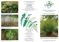 Ferns for Damp Or Wet Conditions