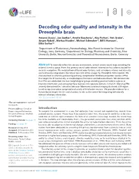 Decoding Odor Quality and Intensity in the Drosophila Brain