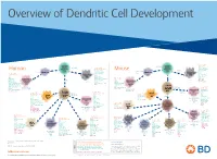 View Dendritic Cell Development Poster
