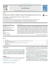 Involvement of Brd4 in Different Steps of the Papillomavirus Life Cycle
