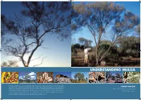 Understanding Mulga