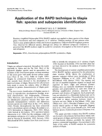 Application of the RAPD Technique in Tilapia Fish: Species and Subspecies Identification