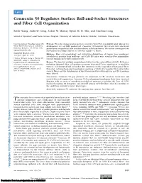 Connexin 50 Regulates Surface Ball-And-Socket Structures and Fiber Cell Organization