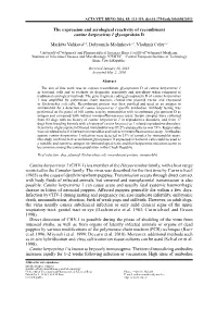 The Expression and Serological Reactivity of Recombinant Canine Herpesvirus 1 Glycoprotein D