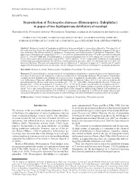 Hymenoptera: Eulophidae) in Pupae of Two Lepidopterans Defoliators of Eucalypt