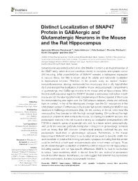 Distinct Localization of SNAP47 Protein in Gabaergic and Glutamatergic Neurons in the Mouse and the Rat Hippocampus