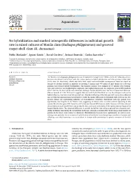 No Hybridization and Marked Interspecific Differences in Individual Growth Rate in Mixed Cultures of Manila Clam
