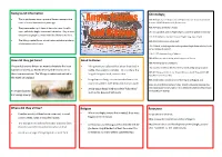 Anglo Saxons and Vikings