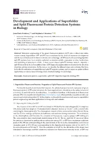 Development and Applications of Superfolder and Split Fluorescent Protein Detection Systems in Biology