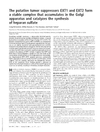 The Putative Tumor Suppressors EXT1 and EXT2 Form a Stable Complex That Accumulates in the Golgi Apparatus and Catalyzes the Synthesis of Heparan Sulfate