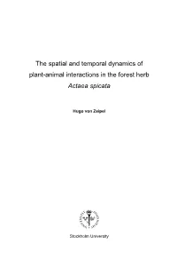 The Spatial and Temporal Dynamics of Plant-Animal Interactions in the Forest Herb Actaea Spicata