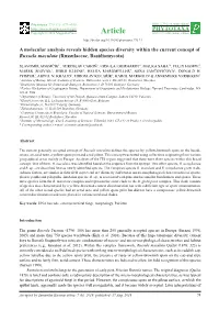 A Molecular Analysis Reveals Hidden Species Diversity Within the Current Concept of Russula Maculata (Russulaceae, Basidiomycota)