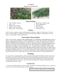 JUNIPER Juniperus Horizontalis Characteristics Culture Noteworthy