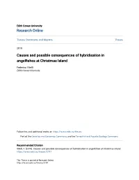 Causes and Possible Consequences of Hybridisation in Angelfishes at Christmas Island