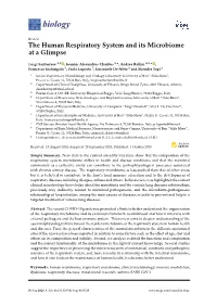 The Human Respiratory System and Its Microbiome at a Glimpse