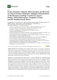 Scent of Jasmine Attracts Alien Invaders and Records on Citizen Science Platforms: Multiple Introductions of the Invasive Lacebug Corythauma Ayyari (Drake, 1933)(Heteroptera