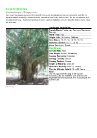 Ficus Benghalensis