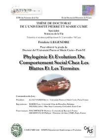 Phylogénie Et Evolution Du Comportement Social Chez Les Blattes Et Les Termites