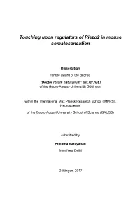 Touching Upon Regulators of Piezo2 in Mouse Somatosensation
