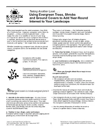 Using Evergreen Trees and Shrubs