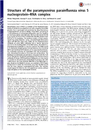 Structure of the Paramyxovirus Parainfluenza Virus 5 Nucleoprotein–RNA Complex