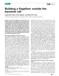 Building a Flagellum Outside the Bacterial Cell