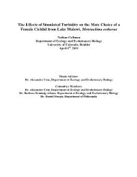 The Effects of Simulated Turbidity on the Mate Choice of a Female Cichlid from Lake Malawi, Metriaclima Estherae