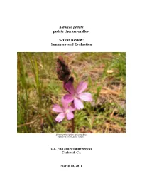 Pedate Checker-Mallow