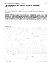 STED Nanoscopy of Actin Dynamics in Synapses Deep Inside Living Brain Slices