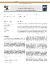 Cristae Formation—Linking Ultrastructure and Function of Mitochondria