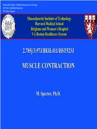 Muscle Contractioncontraction
