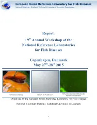 Report: 19Th Annual Workshop of the National Reference Laboratories for Fish Diseases