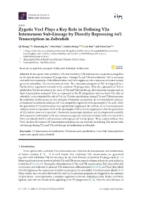 Zygotic Vsx1 Plays a Key Role in Defining V2a Interneuron Sub