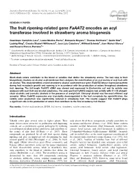 Changes in DNA the Fruit Ripening-Related Gene Faaat2