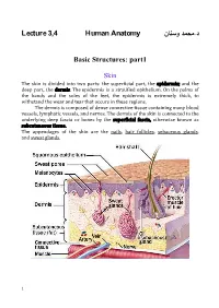 Lecture 3,4 Human Anatomy نﺎﻨﺴو دﻤﺤﻤ.د Basic Structures: Part1
