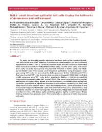 Dclk1+ Small Intestinal Epithelial Tuft Cells Display the Hallmarks of Quiescence and Self-Renewal