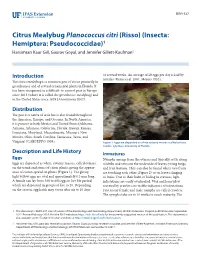 Citrus Mealybug Planococcus Citri (Risso) (Insecta: Hemiptera: Pseudococcidae)1 Harsimran Kaur Gill, Gaurav Goyal, and Jennifer Gillett-Kaufman2