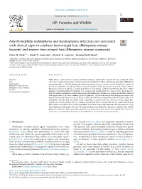 Polychromophilus Melanipherus and Haemoplasma Infections Not