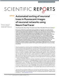 Automated Sorting of Neuronal Trees in Fluorescent Images of Neuronal